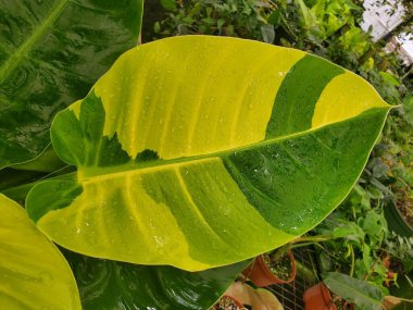 Değişik bir Philodendron Ay Işığının güzel sarı ve yeşil yaprağı
