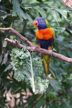 Dalda lahana yiyen renkli bir lorikeet 'e yaklaş.