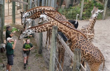 Melbourne, Florida, ABD - 14 Kasım 2023 Brevard Hayvanat Bahçesi 'ndeki aç zürafaları besleyen park bekçileri