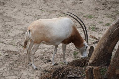Scimitar Afrika 'dan boynuzlu bir antilop olan Oryx' a yakın çekim.
