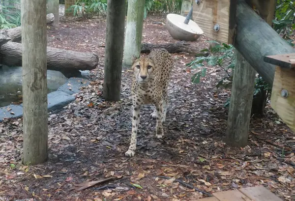 Close up of a skinny cheetah walking on the ground