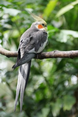 Dala tüneyen sarı ve gri bir Cockatiel 'e yaklaş