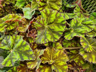 Ünlü tropikal bitki Begonya Rex Kaplan Pençesi 'nin canlı renkli yaprağı.