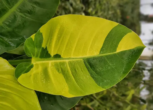 Atemberaubendes Gelbes Und Grünes Blatt Des Bunten Philodendron Mondlichts Stockbild