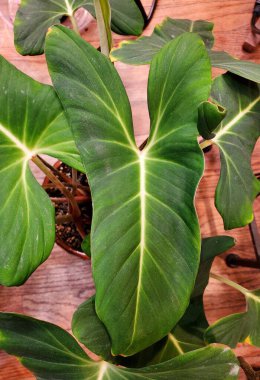 Adelonema Crinipes 'in güzel yeşil yaprağı, Güney Amerika' ya özgü bir neotropik aroid.