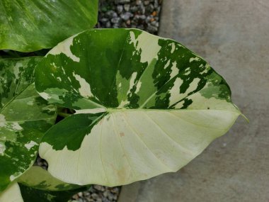 Alocasia Odora 'nın çok çeşitli ve mermer yaprağının yakın çekimi.