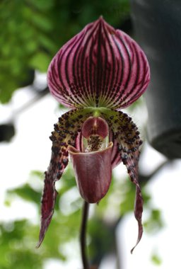 Paphiopedilum Kızıl Ejder orkidesinin koyu kırmızı çiçeğini kapat.