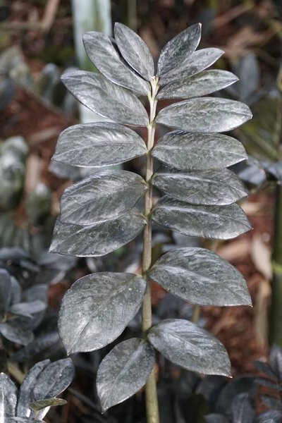 The dark colored leaves of Zamioculcas Zamiifolia Aroid 'Dowon', also known as ZZ plant
