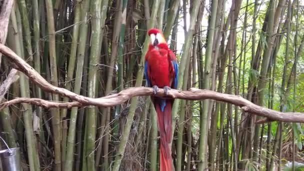 Calm Playful Bright Red Scarlet Macaw Parrot Spreading Its Wings — Stock Video