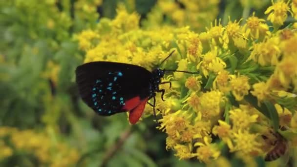 Close Van Een Atala Haarstreep Vlinder Bestuivende Wilde Gele Bloemen — Stockvideo