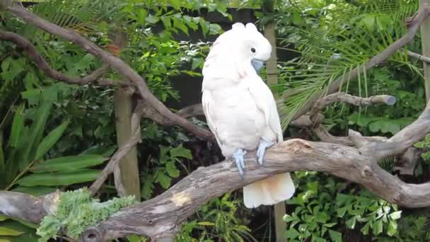 Ένα Σολομό Κρεμασμένο Cockatoo Σκαρφαλωμένο Στο Κλαδί — Αρχείο Βίντεο