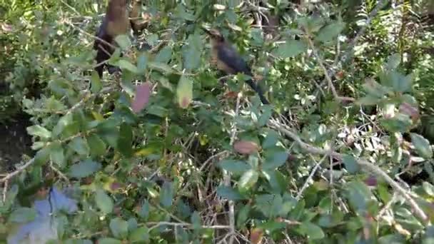 Pair Brown Headed Cowbird Mangrove Trees — Stock Video