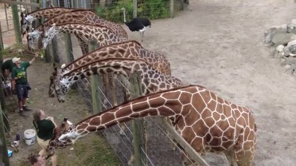 Melbourne Florida November 2023 Group Adult Giraffe Eating Food Zoo — Stock Video