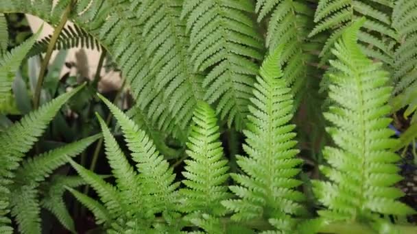 Panning Zevnitř Zelené Kapradiny Uzavření Zelených Tropických Listů — Stock video