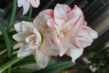 Çizgili Amadeus 'un açık pembe ve beyaz çiçeği Amaryllis