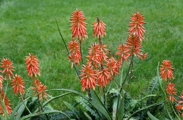 Die Hellorangen Blüten Der Aloe Vera Nyeriensis Mit Einem Hintergrund Stockbild
