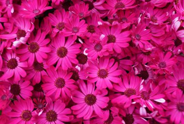 Melez Cineraria 'nın parlak pembe rengi Sunseneyona' Senetti Ruby Red