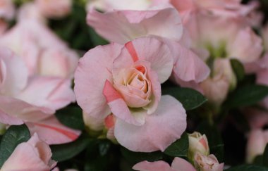 Melez Azalea Rozalea Mercan Pembesi 'nin güzel açık pembe çiçeklerine yakın çekim