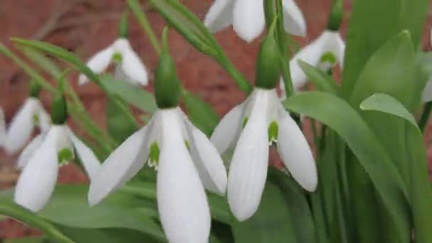 Tiny White Flowers Snowdrop Windy Day Also Known Scientific Name — Stock Video