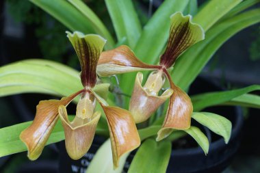 Paphiopedilum Villosum orkidelerinin güzel çiçeğinin kapanışı.