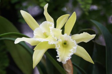 Rhyncholaeliocattleya Leprechaun Efsanesi 'Limon Limonu' orkide çiçeğinin güzel açık sarı rengi