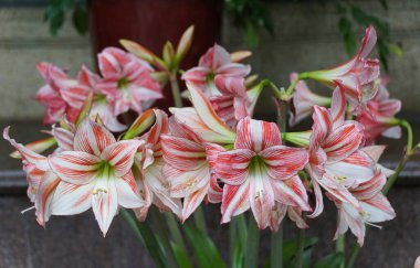 Güzel açık pembe Amaryllis Hippeastrum Melez çiçekleri tam çiçeklendiğinde