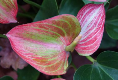 Anthurium Anthfytwal Levium çiçeğinin güzel açık pembe ve açık yeşil desenine yakın çekim