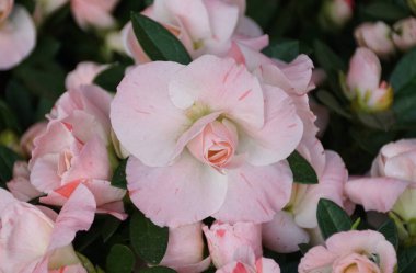 Melez Azalea Rozalea Mercan Pembesi 'nin güzel açık renk çiçekleri