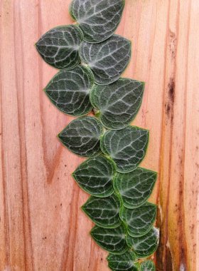 Closeup of the dark green leaves of Rhaphidophora Cryptantha, a rare and shingling plant clipart