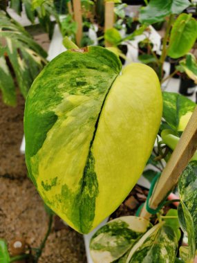 Closeup of a beautiful yellow and green marbled leaf of Scindapsus Jade Satin Variegated , a rare and popular shingling houseplant clipart