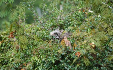 Aziz John, ABD Virgin Adası yakınlarındaki ağaçta bir iguana.