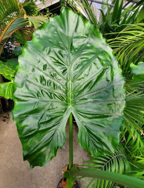 Alocasia Tesadüfün güzel koyu yeşil ve parlak yaprakları