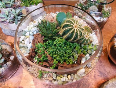 A mixed of cactus, succulent and string of pearls inside of a glass terrarium clipart