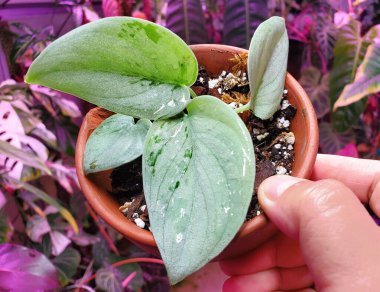 Scindapsus Gümüşi Anne 'in güzel yaprakları ve tırmanan bitkileri