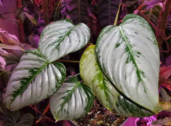 Die Schönen Grünen Und Silbernen Blätter Von Philodendron Sodiroi Stockfoto