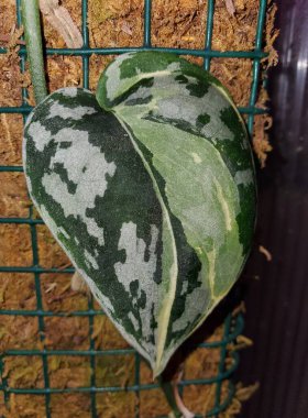 Close up of a beautiful white and green marbled leaf of Scindapsus Mayari Variegated , a rare and popular shingling houseplant clipart