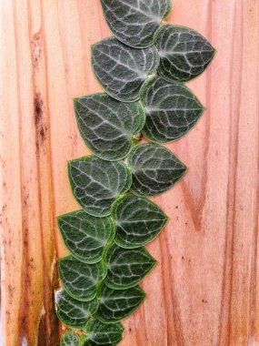 Closeup of the dark green leaves of Rhaphidophora Cryptantha on a wooden plank, a rare and shingling plant clipart