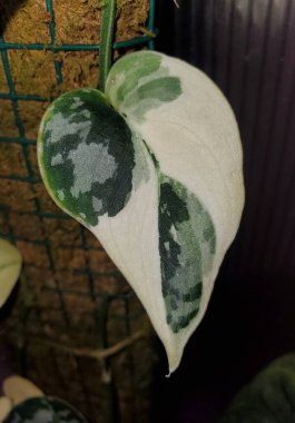 Close up of a beautiful white and green highly variegated leaf of Scindapsus Mayari, a rare and popular shingling houseplant clipart