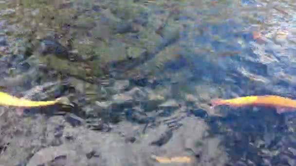 Радуга Золотая Форель Поверхности Воды Питомнике Lil Trout Аллентауне Пенсильвания — стоковое видео