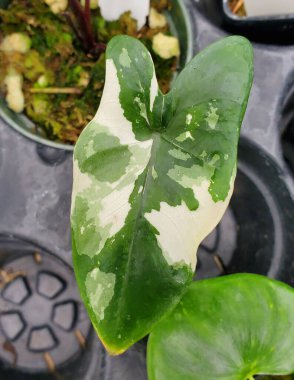 Alocasia Black Stem 'in güzel, beyaz ve benekli yeşil bir yaprağının yakın çekimi, popüler bir tropikal bitki olan