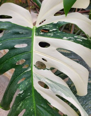 A beautiful variegated leaf of Monstera Albo Borsigiana, an expensive and popular exotic houseplant clipart