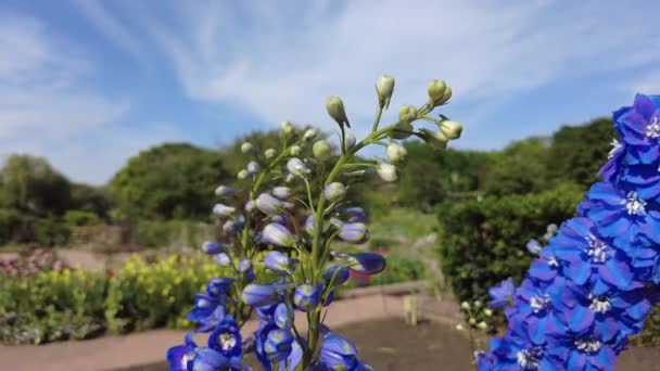 Zbliżenie Niebieski Świeca Larkspur Kwiaty Pełnym Rozkwicie — Wideo stockowe