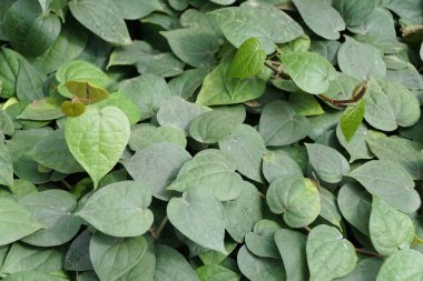 Sevgi, Piper Nigrum 'un yeşil yapraklarını şekillendirdi. Kara Biber olarak da bilinir.