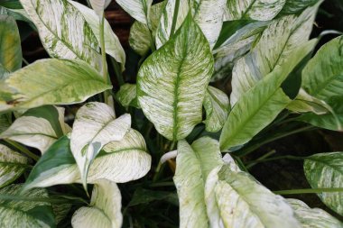 Spatthiphyllum Wallisii Variegata 'nın güzel beyaz ve yeşil yaprakları