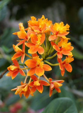 Bright yellow, red and orange Epidendrum orchids at full bloom clipart