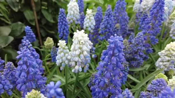 Closeup Tiny Blue White Grape Hyacinth Flowers Blooming Early Spring — Stock Video