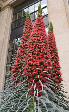 Tower of Jewels plant with tiny red flowers, also known with scientific name Echium Wildpretii clipart