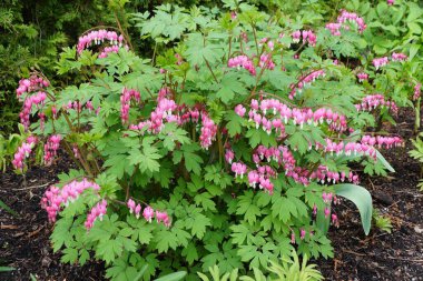 Kanayan Kalbin pembe rengi baharda çiçek açtı.