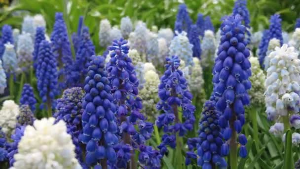 Closeup Beautiful Tiny Blue White Grape Hyacinth Flowers Blooming Early — Stock Video
