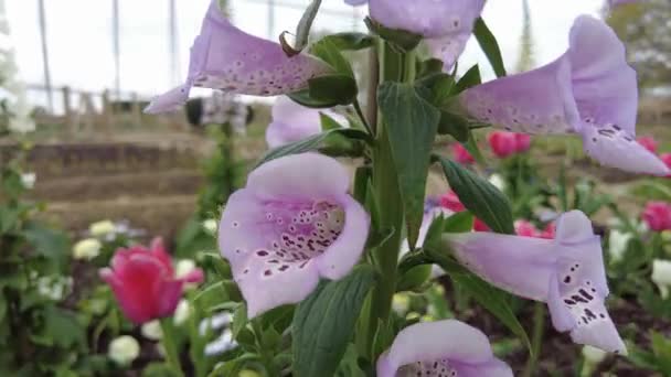 Closeup Light Pink Freckled Foxglove Flowers Blooming Spring — Stock Video